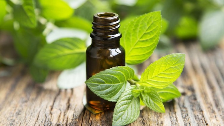 Spearmint Essential Oil Manufacturer Supplier from Mumbai India